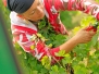 Vendanges 2014